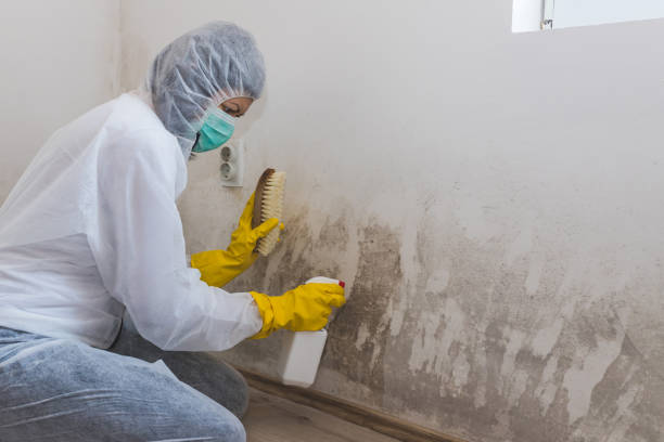 Best Affordable Mold Removal  in Saukville, WI