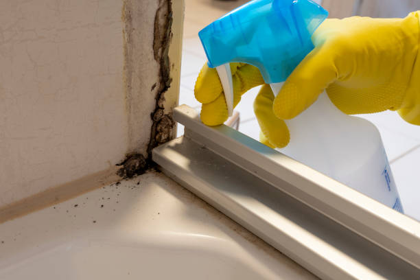 Mold Removal and Inspection in Saukville, WI