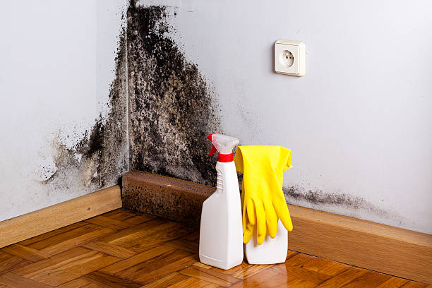 Best Mold Remediation  in Saukville, WI