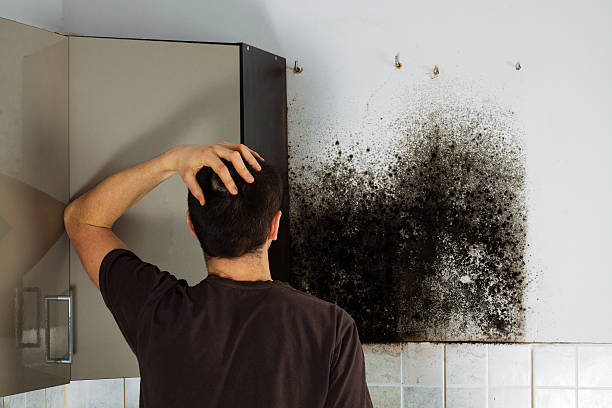 Best Home Mold Removal  in Saukville, WI