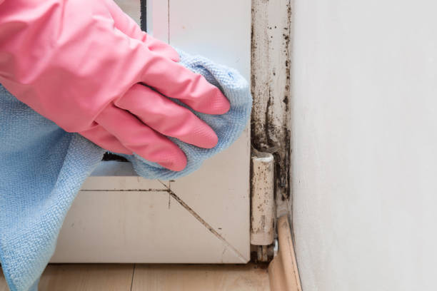 Best Certified Mold Removal  in Saukville, WI