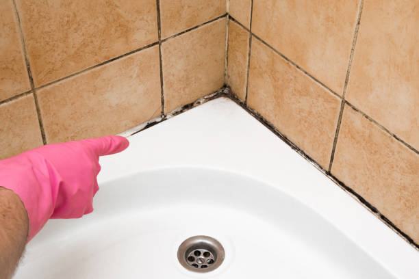 Best Best Mold Removal Companies  in Saukville, WI