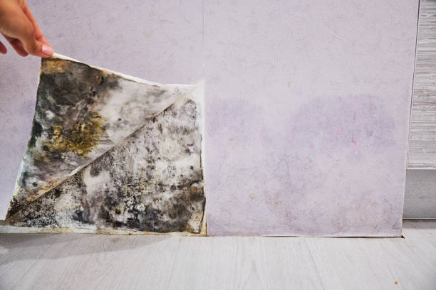 Best Mold Testing  in Saukville, WI